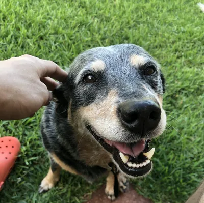 Daisy