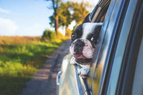 Pet Taxi