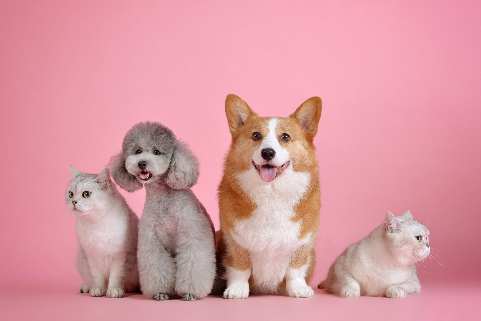 dogs&cats