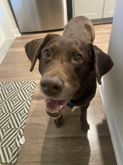 Kali