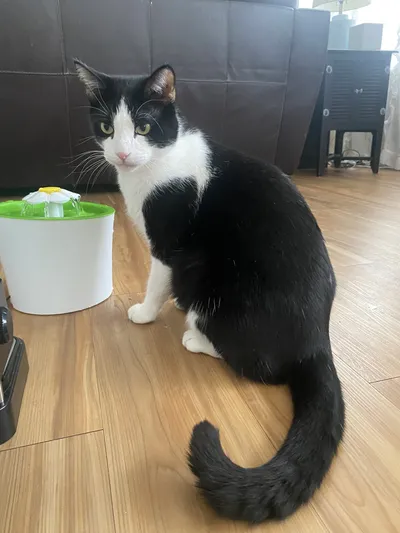 Mochi
