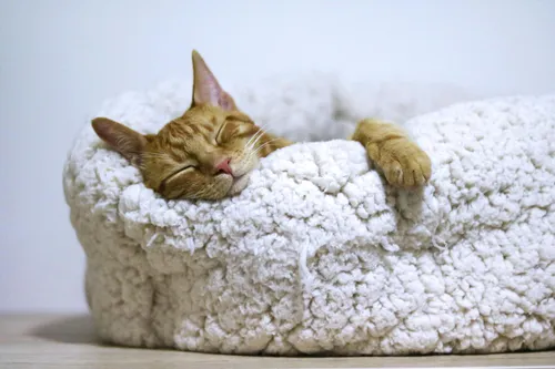 Premium Pet Sitting Package