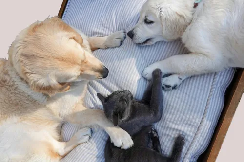 Puppy / Kitten Care Package