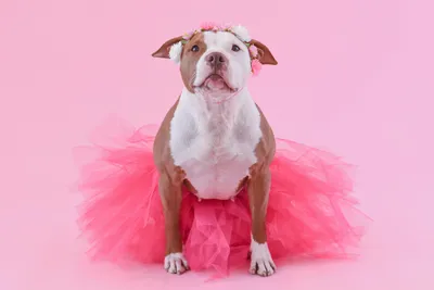 Deluxe Pet Sitting Package
