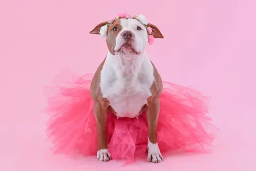 Deluxe Pet Sitting Package