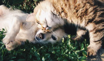 Basic Pet Sitting Package