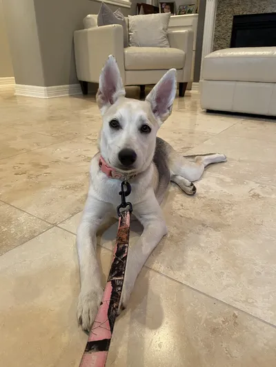Stella